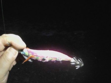 大潮アオリイカ釣行